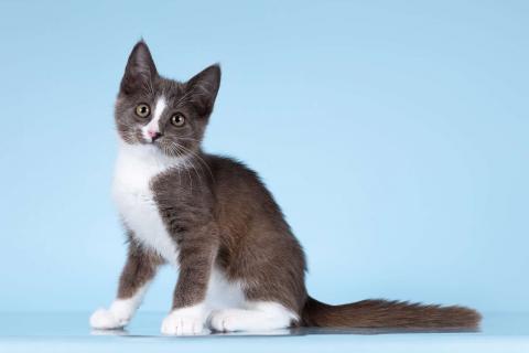 В дар кошку. Разноцветные котята в добрые руки. Фото1