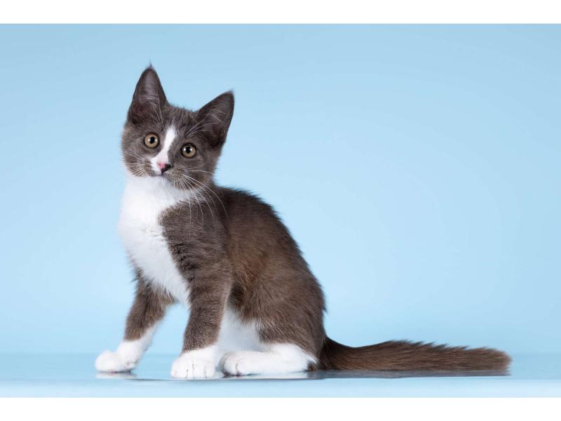 В дар кошку