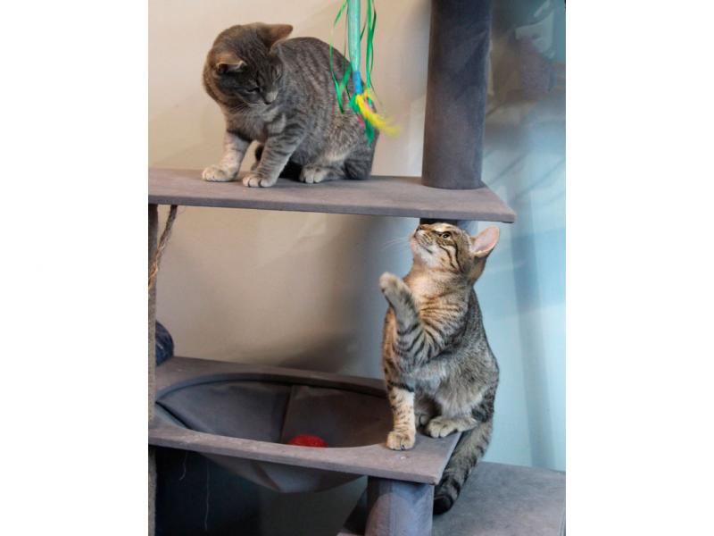 В дар кошку