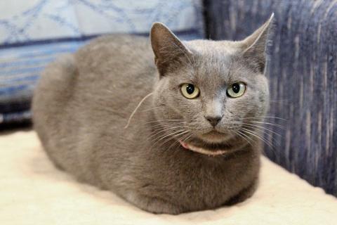 В дар кошку. Ищут дом три кошачьих сердца. Фото3