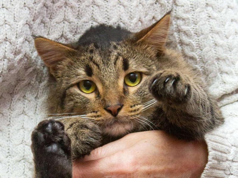 В дар кошку