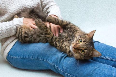 В дар кошку. Пушистый сибиряк Симба в добрые руки. Фото4