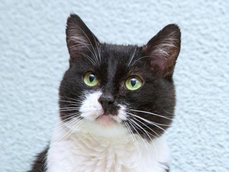 В дар кошку