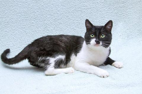 В дар кошку. Обаятельный котик Мейсон в дар. Фото3