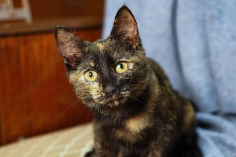 В дар кошку. Трехцветный котёнок Пеппи в добрые руки. Фото1