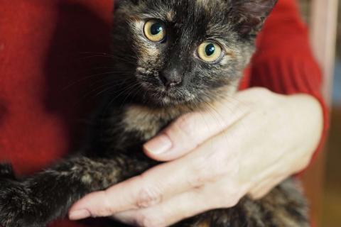 В дар кошку. Трехцветный котёнок Пеппи в добрые руки. Фото2