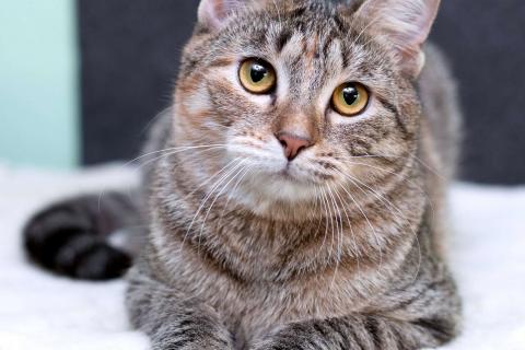 В дар кошку. Серая полосатая ласковая котёнок Тея в дар. Фото2