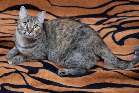 В дар кошку. Ручная и ласковая кошечка Джули в дар. Фото4