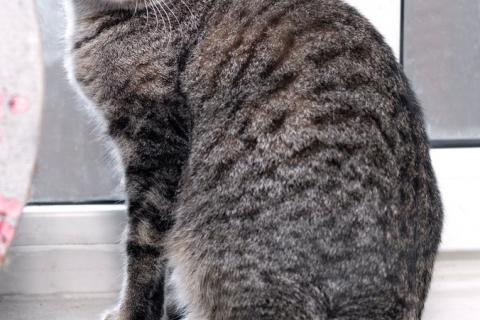 В дар кошку. Полосатая кошечка Марфуша в добрые руки. Фото2