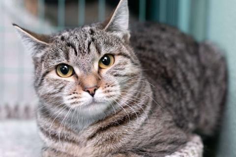 В дар кошку. Полосатая кошечка Марфуша в добрые руки. Фото4