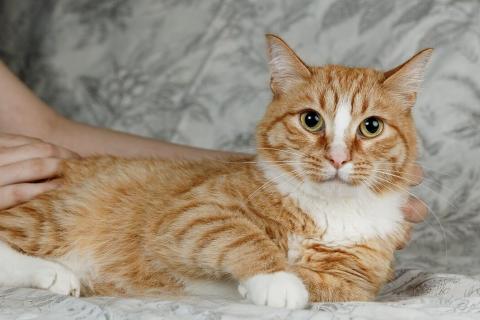 В дар кошку. Встречайте – Шани, ваша будущая карамелька счастья!. Фото2