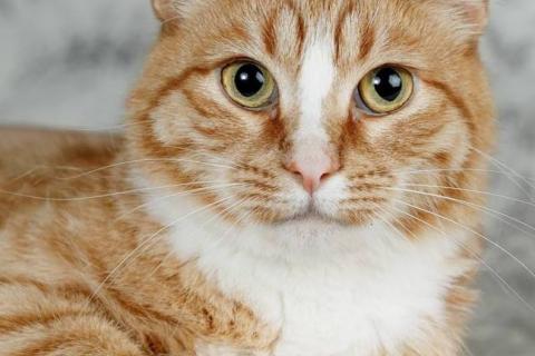 В дар кошку. Встречайте – Шани, ваша будущая карамелька счастья!. Фото3