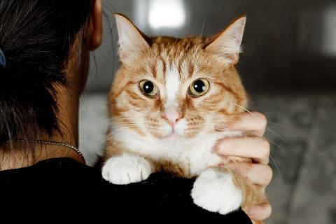 В дар кошку. Встречайте – Шани, ваша будущая карамелька счастья!. Фото4