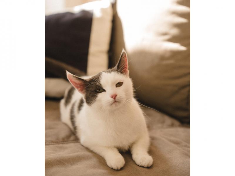 В дар кошку