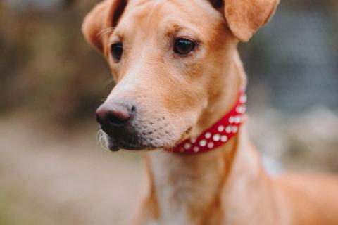 В дар собаку. Очаровательный некрупный песик-подросток Вилли ищет семью  . Фото2