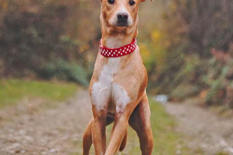 В дар собаку. Очаровательный некрупный песик-подросток Вилли ищет семью  . Фото4