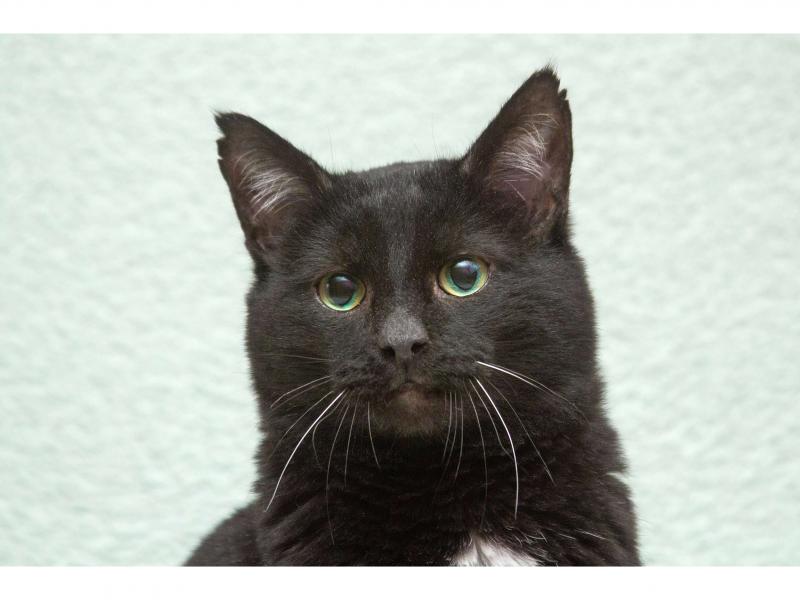 В дар кошку