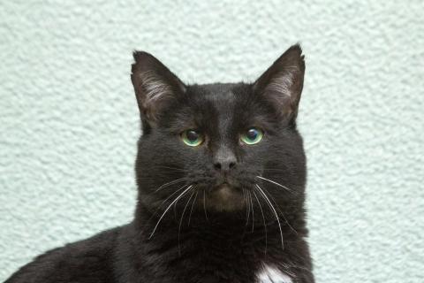 В дар кошку. Благородный рыцарь Рамзес — черный кот в дар. Фото3