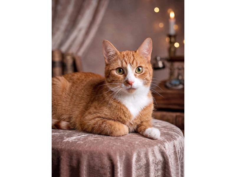 В дар кошку