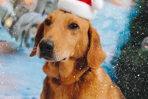 В дар собаку. Молодой песик Рыжулик, метис гончей ищет дом. Фото1