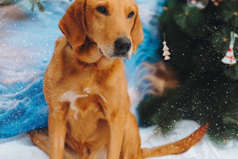 В дар собаку. Молодой песик Рыжулик, метис гончей ищет дом. Фото2