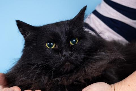 В дар кошку. Пушистый чёрный кот Чарли в добрые руки. Фото1