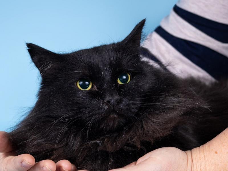 В дар кошку