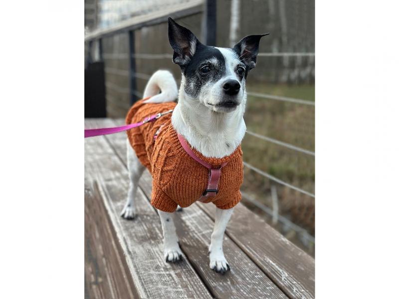 В дар собаку