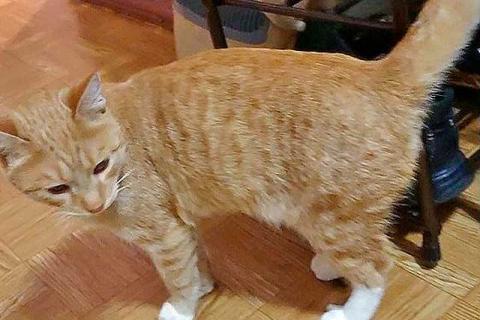 В дар собаку. Котик-подросток Василий ищет дом . Фото2