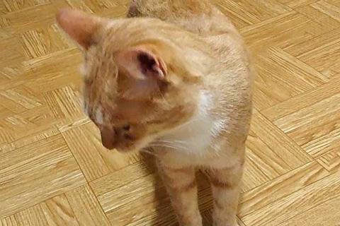 В дар собаку. Котик-подросток Василий ищет дом . Фото4