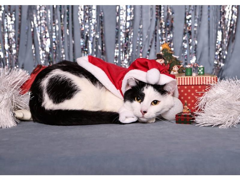 В дар кошку