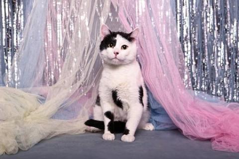 В дар кошку. Спокойный ласкуша котик Симба в дар. Фото2