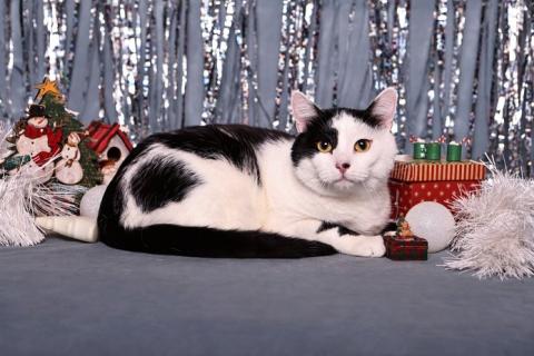 В дар кошку. Спокойный ласкуша котик Симба в дар. Фото4