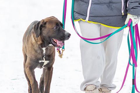 В дар собаку. Красавица Лада, молодая добрая семейная собака ищет дом. Фото2