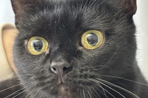 В дар кошку. Варечка. Фото3