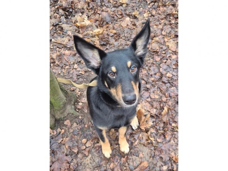 В дар собаку