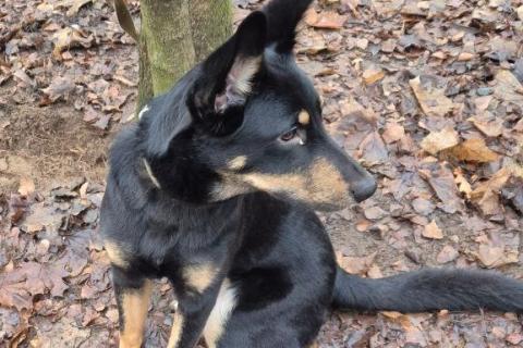 В дар собаку. Ищем дом для ласковой домашней собачки Альфы. Фото2