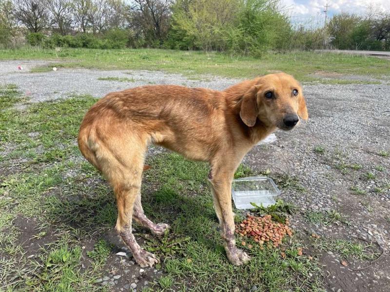 В дар собаку