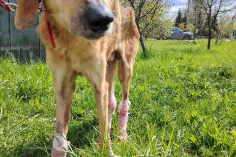 В дар собаку. Несчастный почти слепой пёс Малыш ищет доброе сердце. Фото2