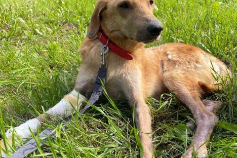 В дар собаку. Несчастный почти слепой пёс Малыш ищет доброе сердце. Фото3