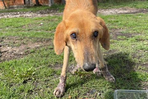 В дар собаку. Несчастный почти слепой пёс Малыш ищет доброе сердце. Фото4