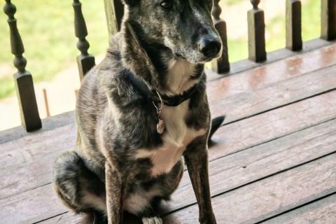 В дар собаку. Бетси очень скромная собачка!. Фото3