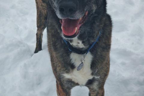 В дар собаку. Дэйф - добрый и скромный!. Фото3