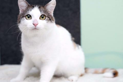 В дар кошку. Умнейшая трехцветная кошечка Женечка в добрые руки. Фото3