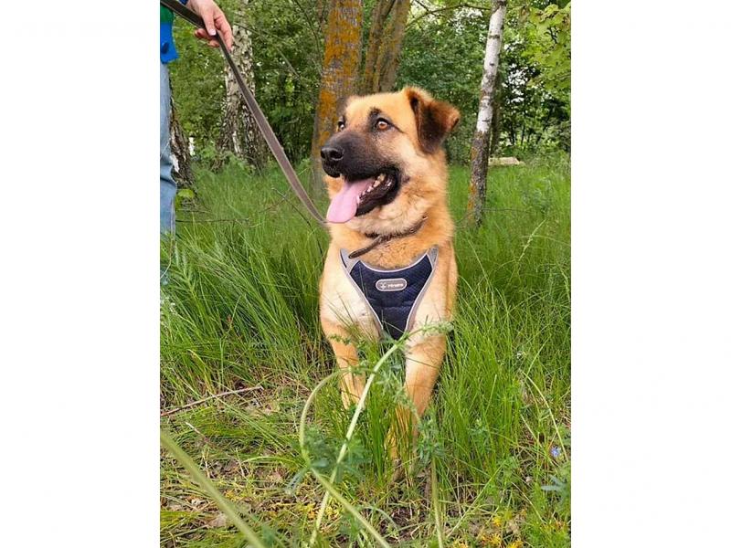 В дар собаку