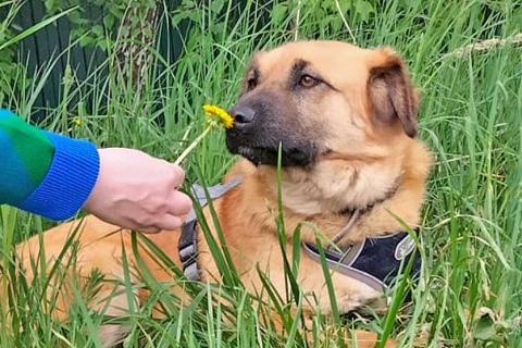 В дар собаку. Некрупный солнечный пес Айк ищет дом. Фото3