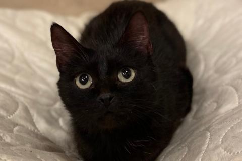 В дар кошку. Черная молодая кошка Ночка в добрые руки. Фото4