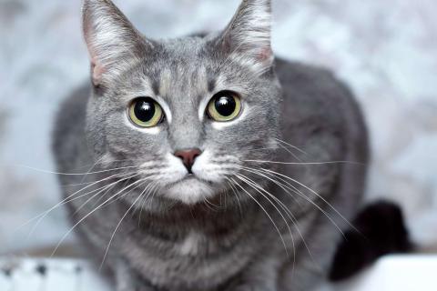 В дар кошку. Голубая кошка Мася в добрые руки. Фото4