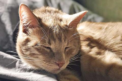 В дар кошку. Рыженькое солнышко Санчо, молодой котик ищет дом. Фото3