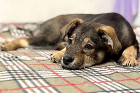 В дар собаку. Веселый, ласковый щенок Мартин ищет дом. Фото3